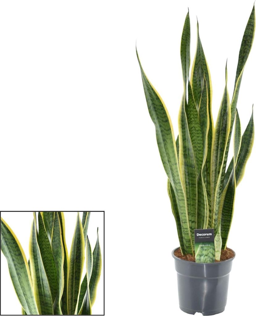 Sansevieria Laurentii XL – Bogenhanf – Ø17cm Höhe ca. 70cm – Pflegeleichte Zimmerpflanze – Luftreinigend – Für Wohnzimmer, Büro & Sch...