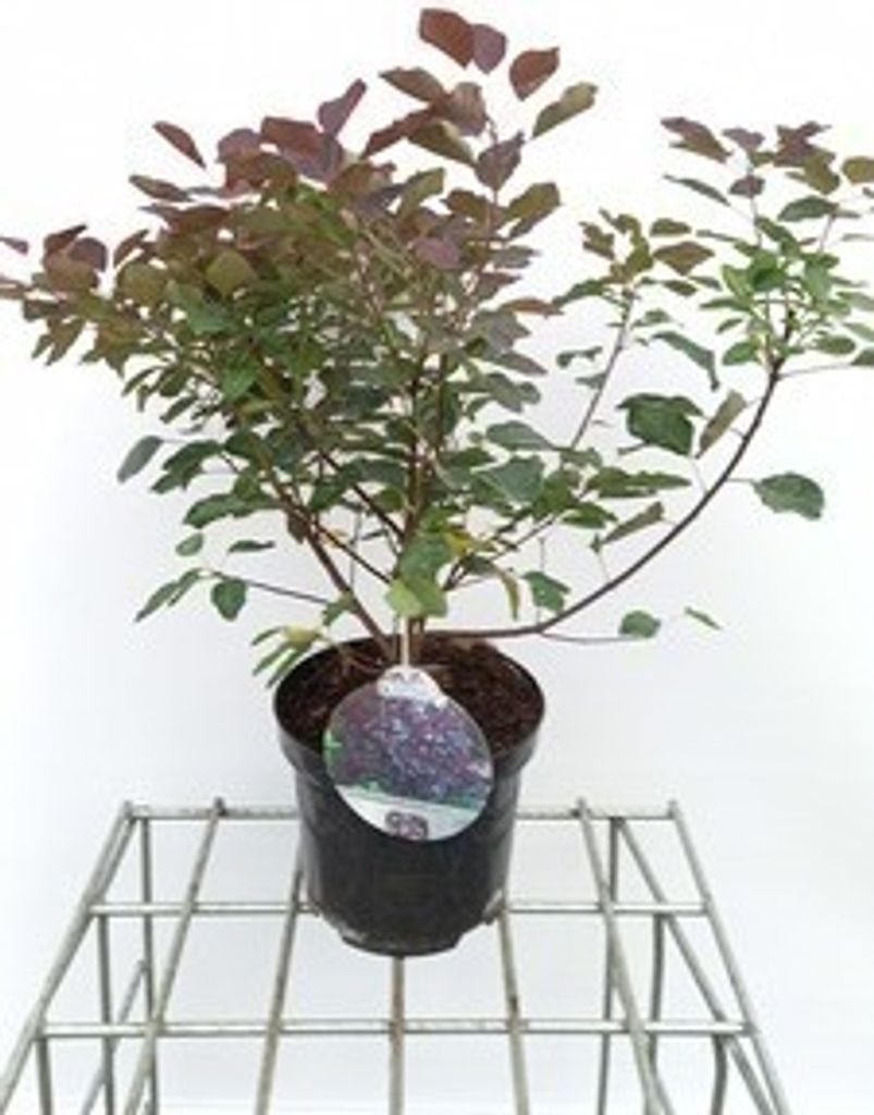 Cotinus cogg. 'Dusky Maiden'® - Arbusto di parrucca 40- 50 Immagine del prodotto 