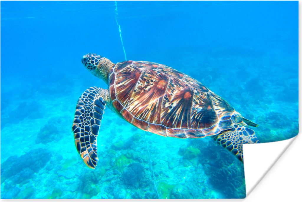 MuchoWow Poster Schildkröte - Meer - Blau 180x120 cm - Fotoplakat