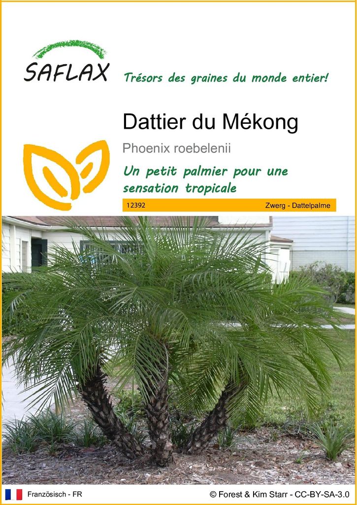 SAFLAX  - Dattier du Mékong - 25 graines - Phoenix Image du produit 