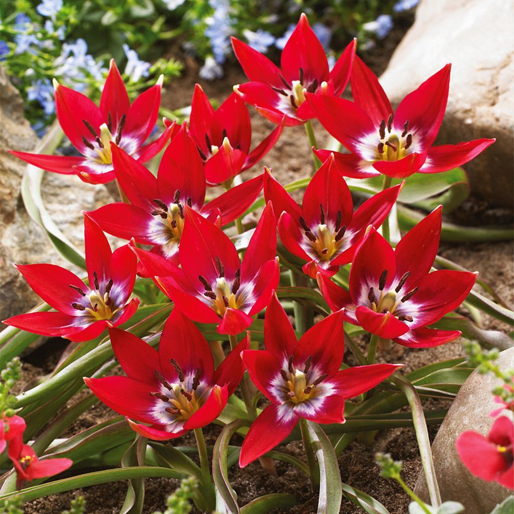 Tulipány Cibuľky Cibuľky Kvety Botanické Tulipán Tiny Timo Obrázok produktu 