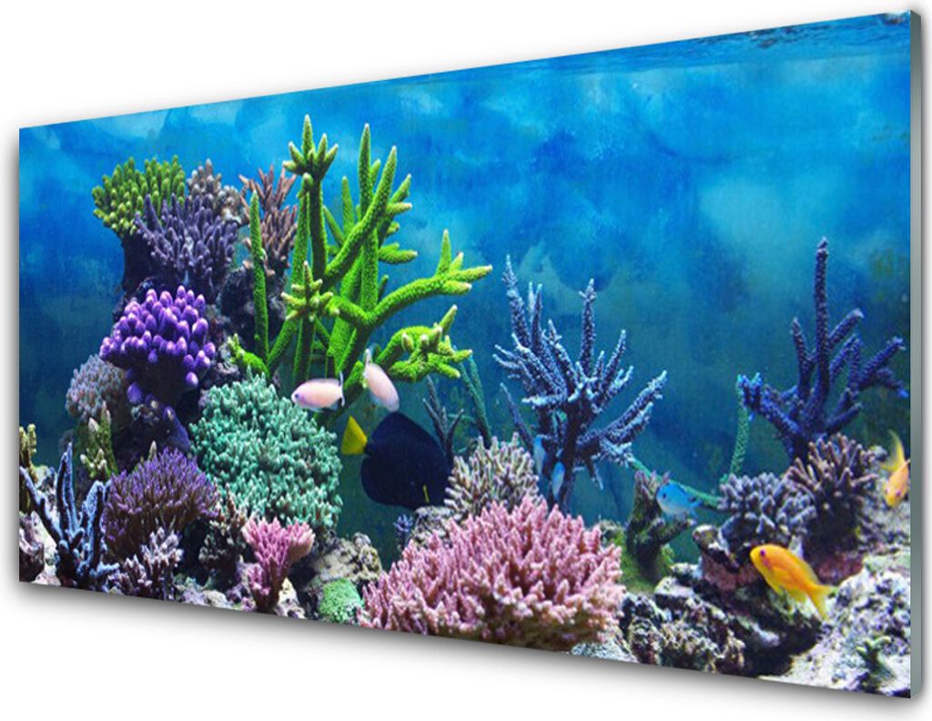 Acrylglasbilder 100x50 Wandbild Druck Korallenriff Natur