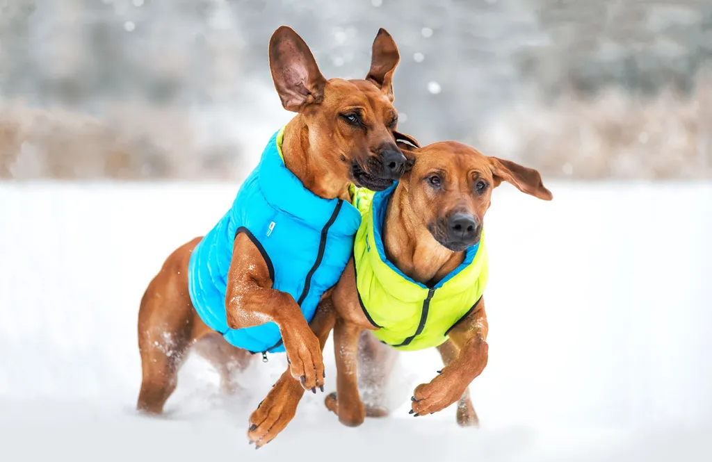 AirVest Giacca Cane Taglia M Reversibile Corallo Grigio Antivento - 2