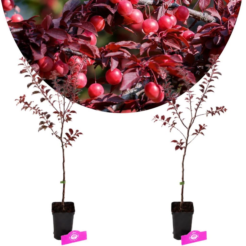 Lot de 2 cerisiers à fruits rouges – Prunus cerasifera – Image du produit 