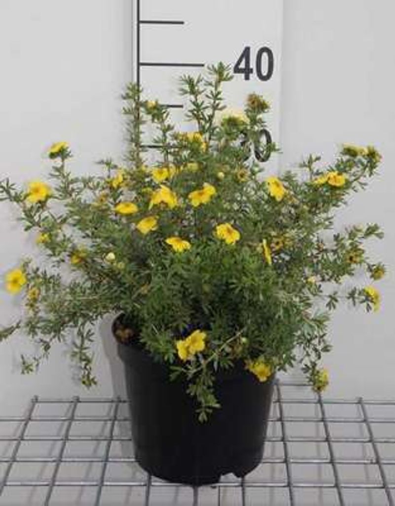 Potentilla frut. 'Kobold' - Fingerstrauch 25- 30 cm - Container