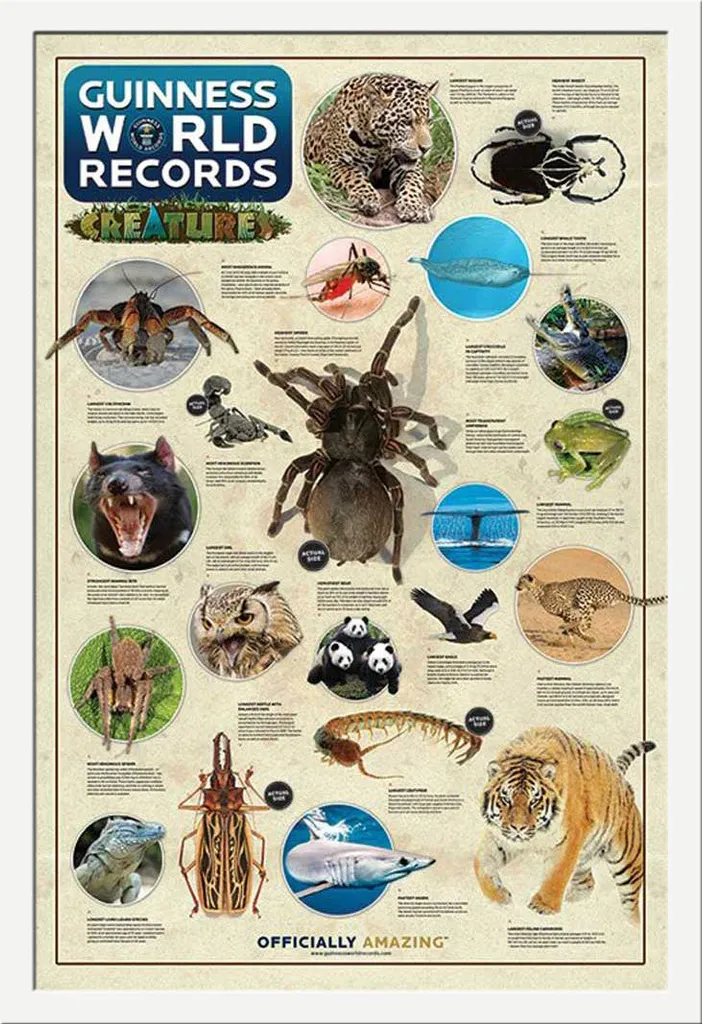 Poster Encadré Guinness World Records Creatures avec Cadre Blanc Maxi
