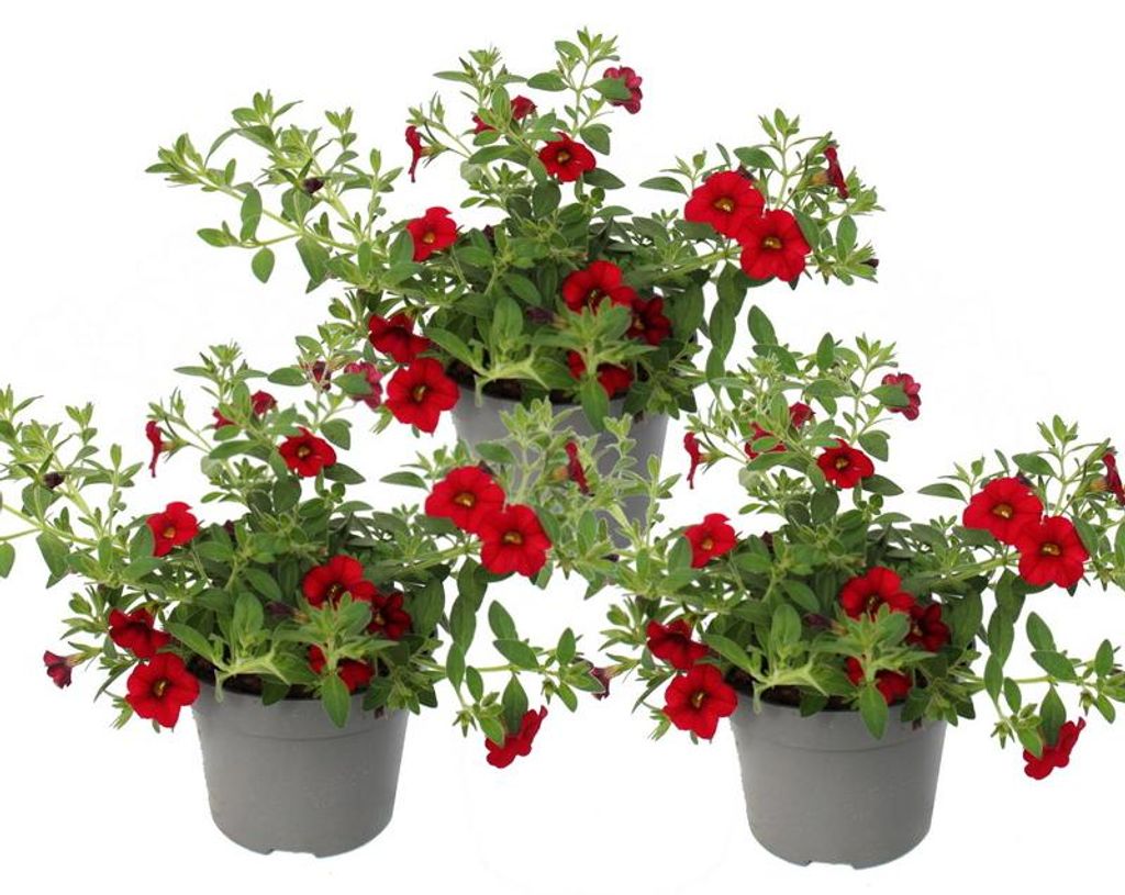 Zauberglöckchen - Minihängepetunie - Calibrachoa - 12cm Topf - Set mit 3 Pflanzen - rot