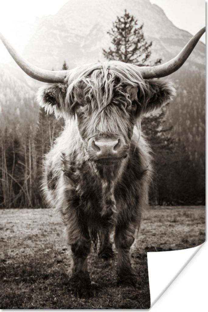 MuchoWow Poster Schottischer Highlander - Tiere - Schwarz - Weiß 120x180 cm - Kunstposter