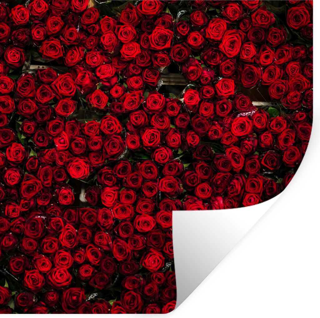 MuchoWow Wandtattoo Wandsticker Wandaufkleber Blumen - Rosen - Rot 80x80 cm Selbstklebend und Repositionierbar - Wierderverwendbar - Selbstklebend