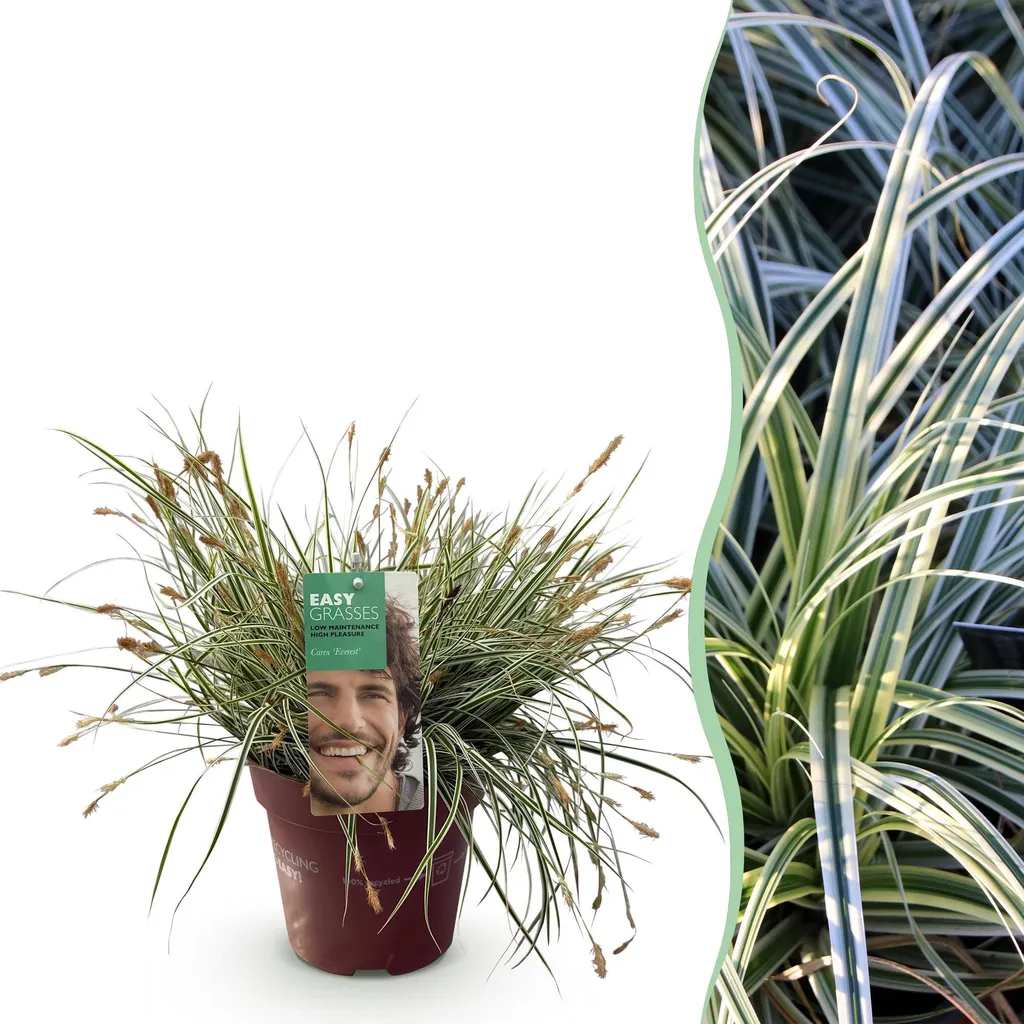 Graminée persistante Carex Everest - Plante décorative pour extérieur
