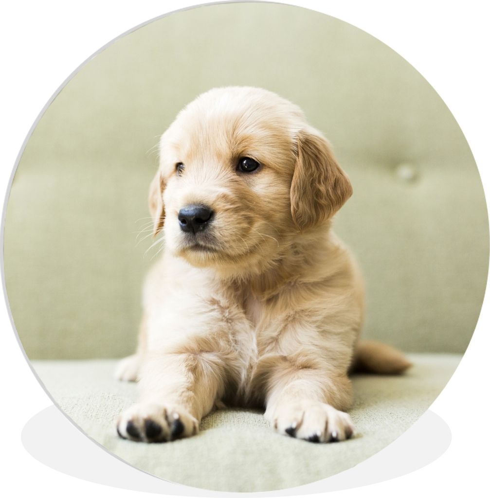 MuchoWow Rundes Wandbild - Runde Bilder Golden Retriever Welpe auf dem Sofa liegend Ø 60 cm Kreis Wanddekoration Kunststoff - Wandkreis - Wandsc...