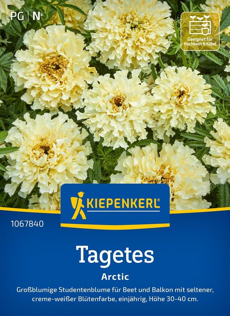 Kiepenkerl Tagetessamen Arctic Tagetes erecta 40 Pflanzen Produktbild 