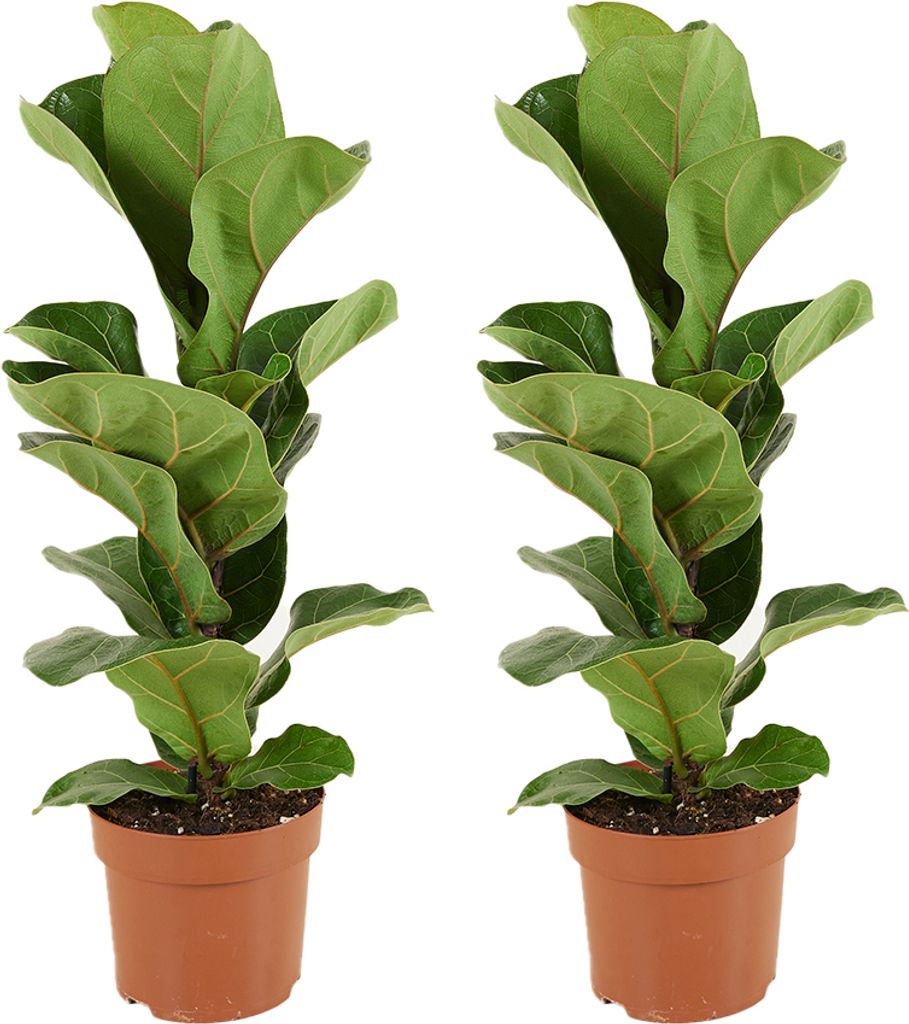 Bloomique - 2er Set - Ficus Lyrata Bambino - Geigenfeige - Zimmerpflanzen - Pflegeleicht - Luftreinigend - Höhe 30-40 cm - Topf 12 cm