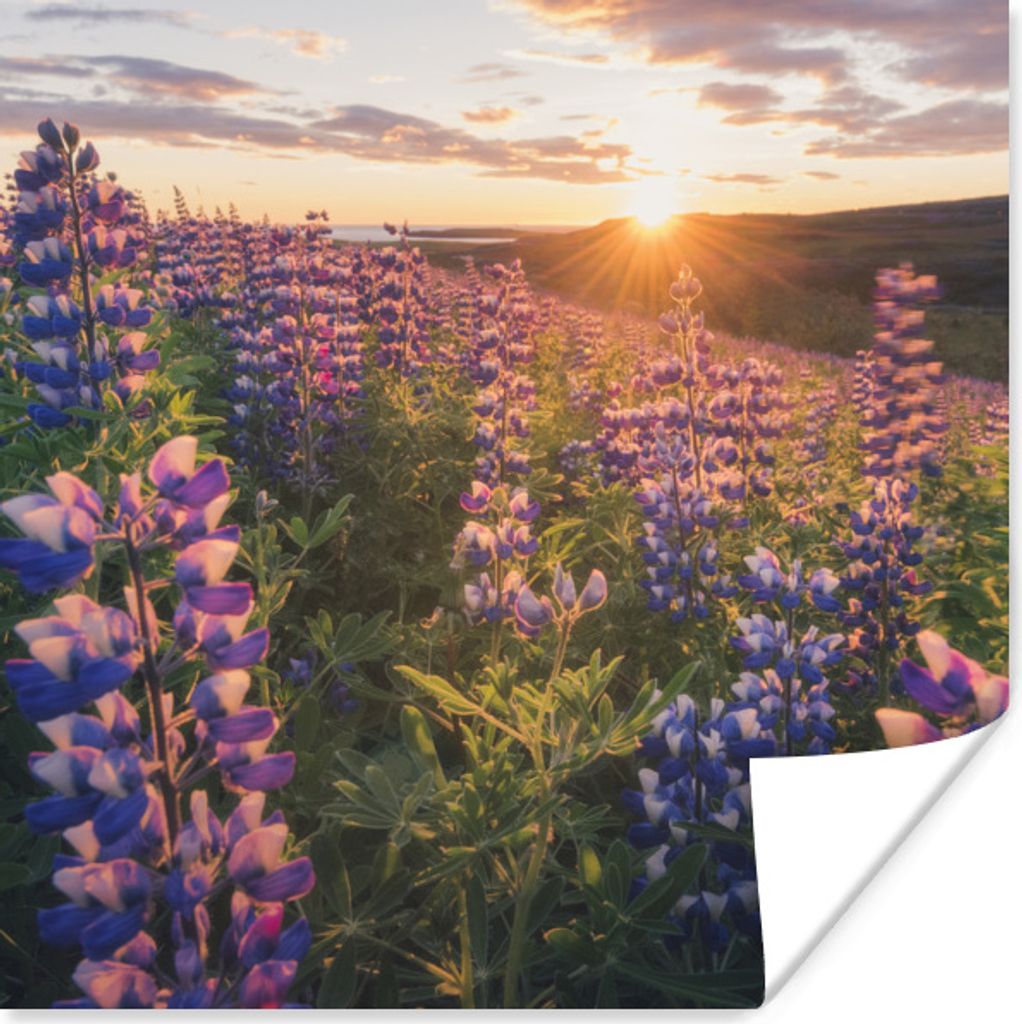 MuchoWow Poster Lupine - Sonne - Lila 50x50 cm - Wohnzimmerdekoration