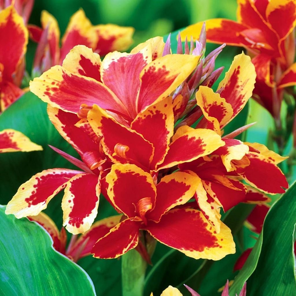 Canna Blüten Knolle Töpfe Garten Kanna Lucifer 1 St.