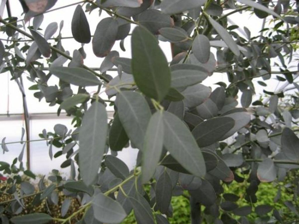 Eucalyptus gunnii - Mostgummi-Eukalyptus - Eukalyptusbaum - Produktbild 
