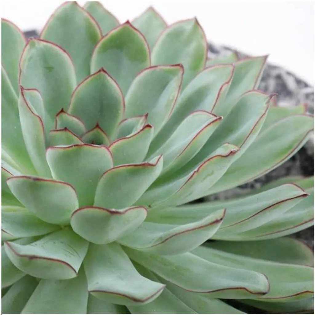 Echeveria pulidonis Ø20 cm : grande rosette décorative aux bords rouges - 2