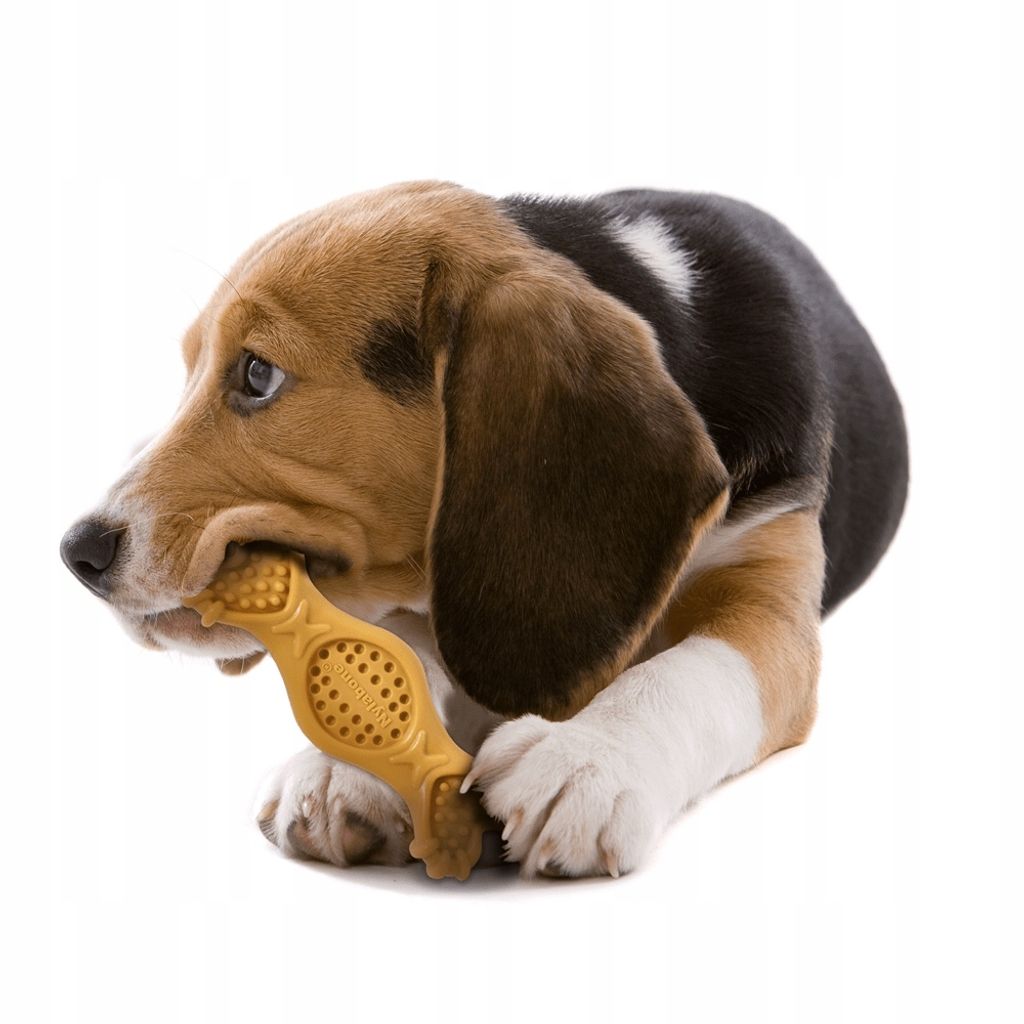 A beagle puppy chewing on a yellow dog toy.