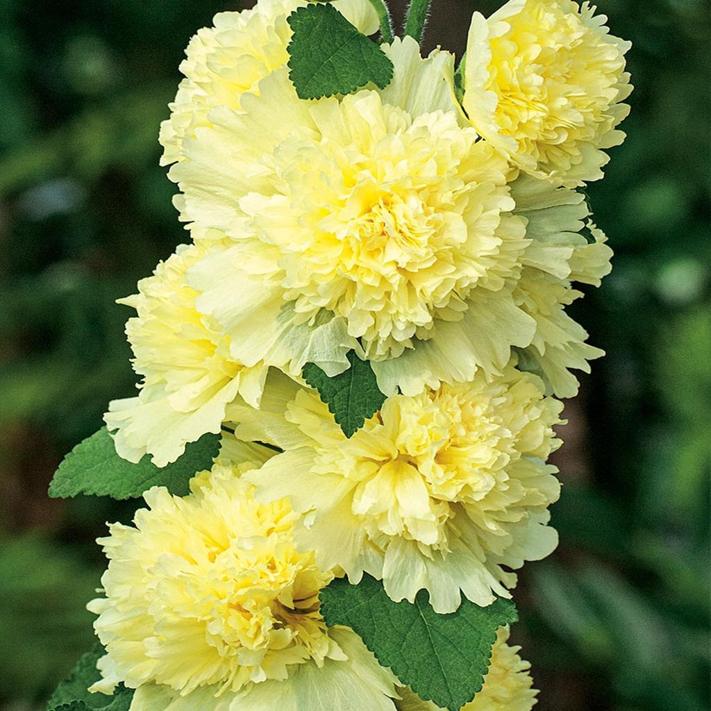Alcea Stockrose Stockmalve Staude gefüllte Blüten Spring Celebrities Lemon 1 St.