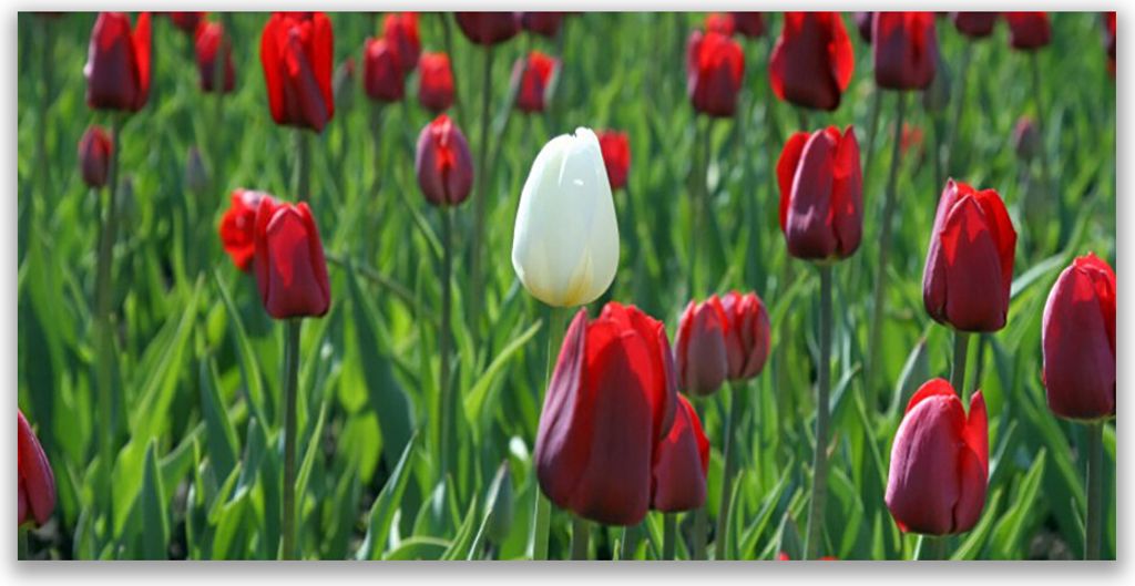 Tulup Leinwand-Bilder 120x60 Wandbild Canvas Kunstdruck Tulpen Pflanzen