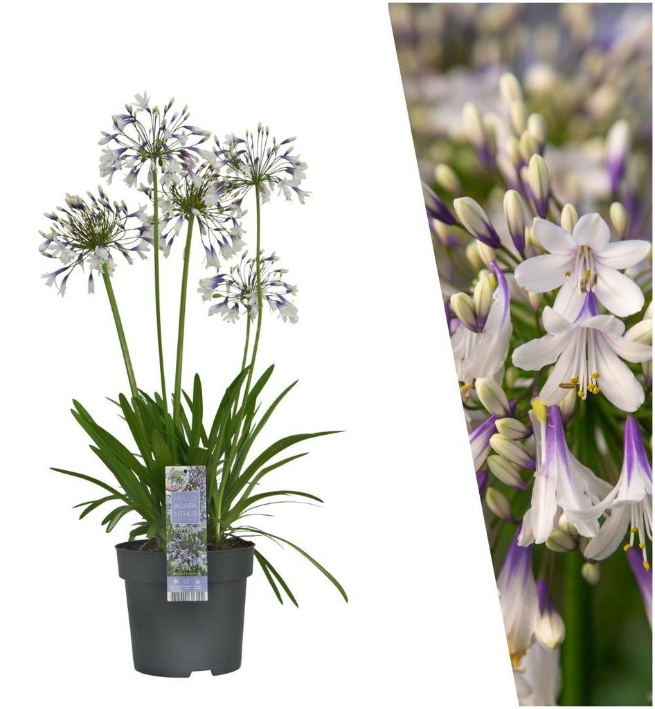 Plants by Frank | 1 Schmucklilie Pflanze | Agapanthus praecox 'Fireworks' | Winterhart Mehrjährig | Blau Weiße Blüten | Gartenpflanzen