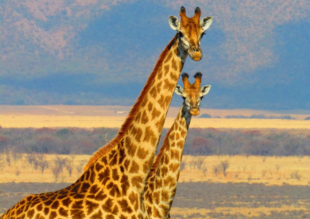 hansepuzzle 85173 - Giraffen Puzzle, 260 Teile, Natur, 41,0 x 28,0cm mit hochwertiger Aufbewahrung, Kartonbox und wiederverschließbarem Beutel