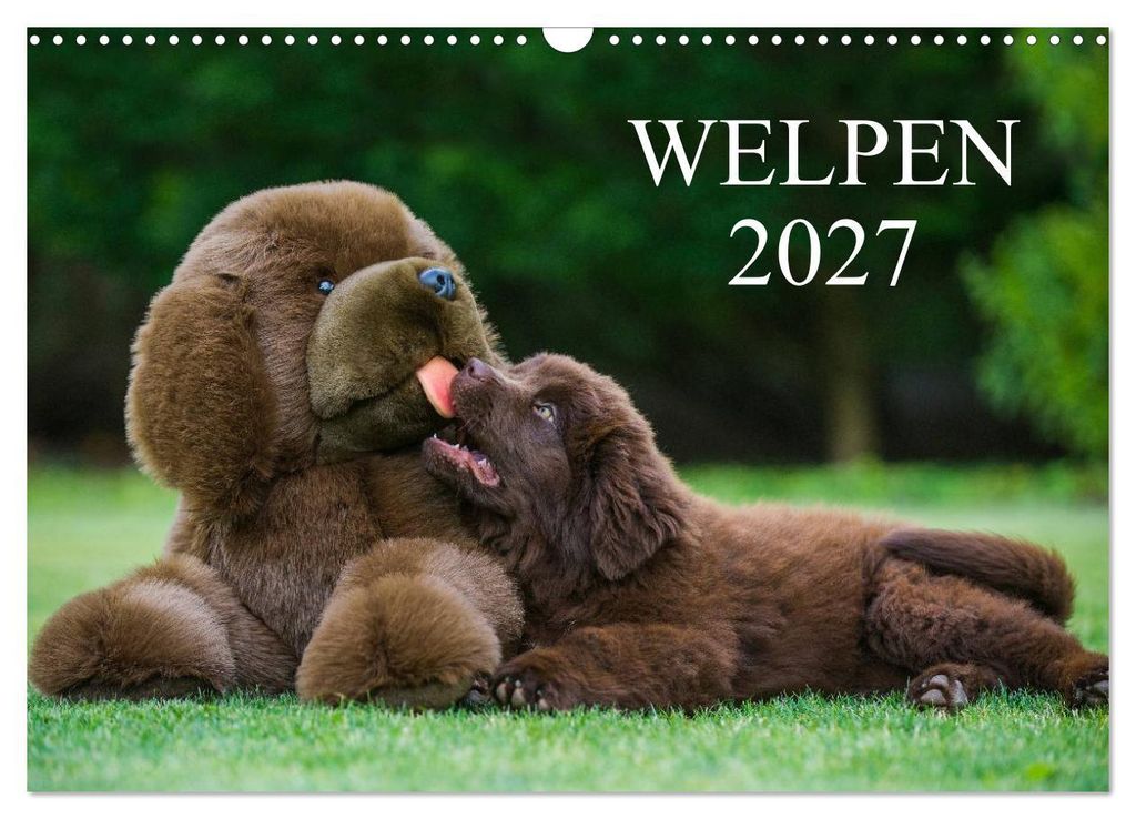 Welpen 2027 (Wandkalender 2027 DIN A3 quer), CALVENDO Monatskalender