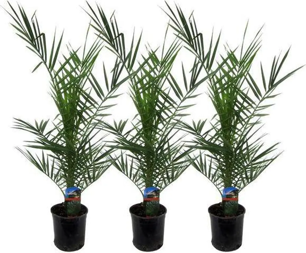 Palmier dattier des Canaries Ø15cm lot de 3 Phoenix Canariensis h80cm