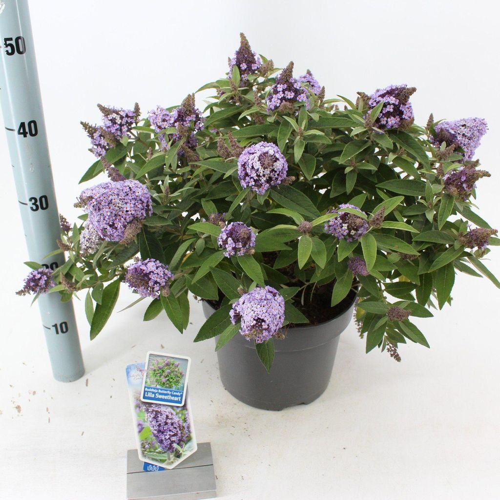 Buddleja dav. Butterfly Candy Little Sweetheart 25-30 cm Produktbild 