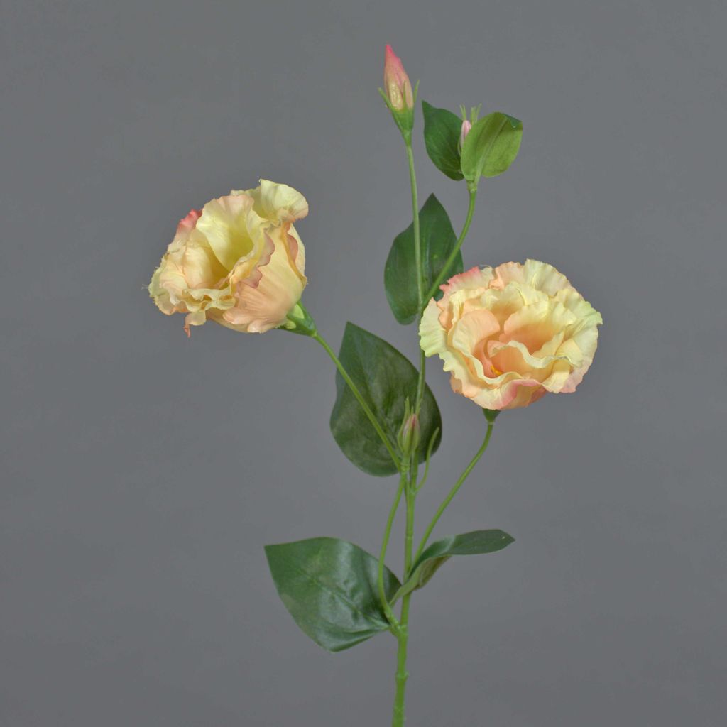 artplants.de Künstliche Blume Lisianthus Jeno, Creme - rosa, 60cm - Deko Eustoma