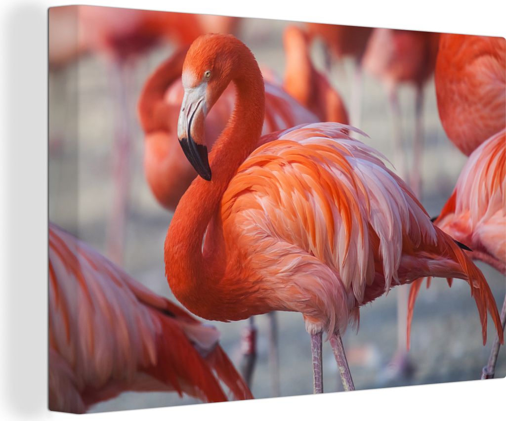 OneMillionCanvasses - Leinwandbilder - 150x100 cm, Flamingo - Vogel - Tiere - Rosa, Wandbilder Kunstdruck Wanddekoration - Foto auf Leinwand - Ge...