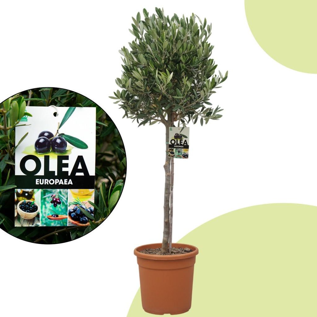 Olea europaea – Olivenbaum Hochstamm 110 cm | Topf 22 cm
