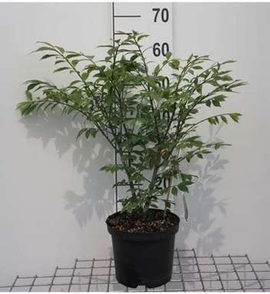 Euonymus al. 'Compactus' - Korkflügelstrauch Compactus 30- 40 cm Container