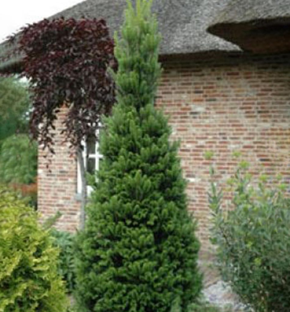 Weiß-Tanne ́PYRAMIDALIS ́ 30-40 cm, Cont. 7,5 l