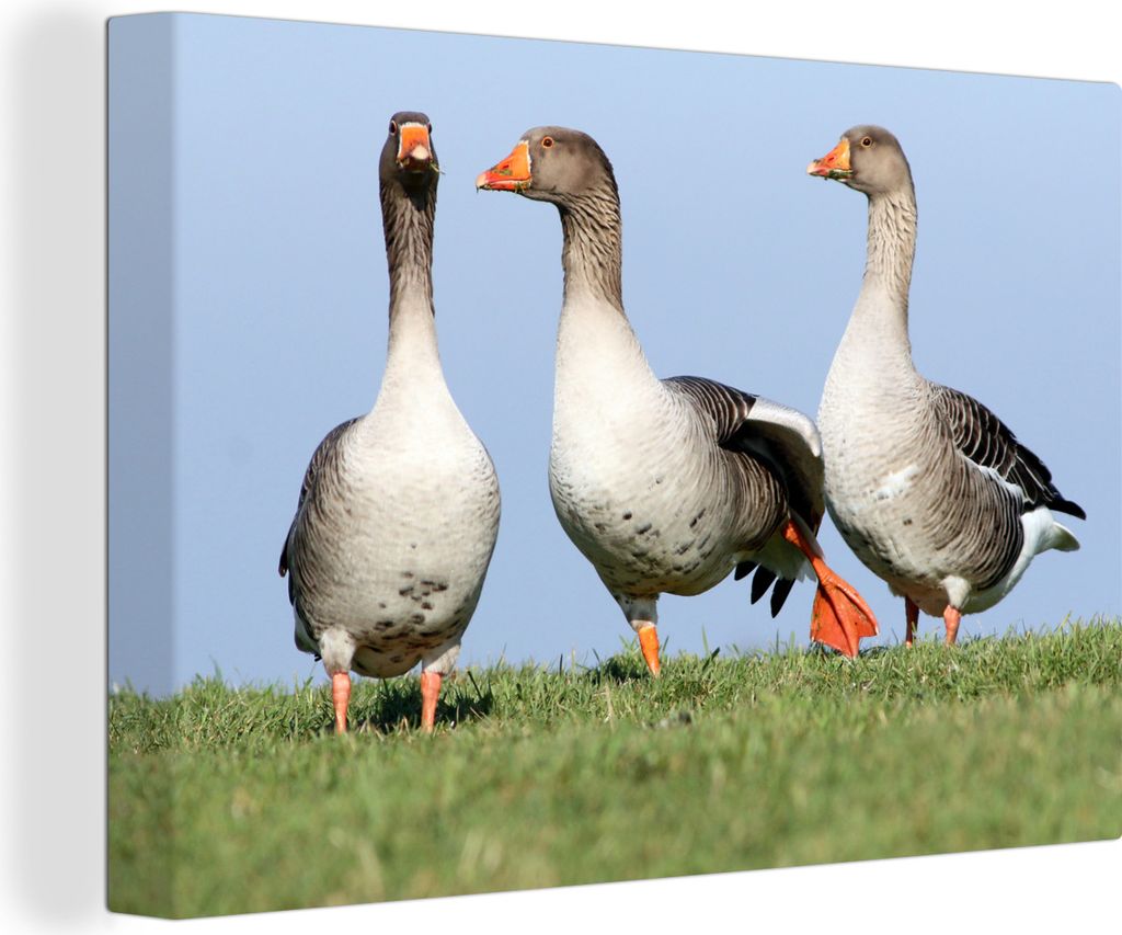 OneMillionCanvasses - Leinwandbilder - 140x90 cm, Gans - Gras - Tiere, Wandbilder Kunstdruck Wanddekoration - Foto auf Leinwand - Gemälde auf Ho...