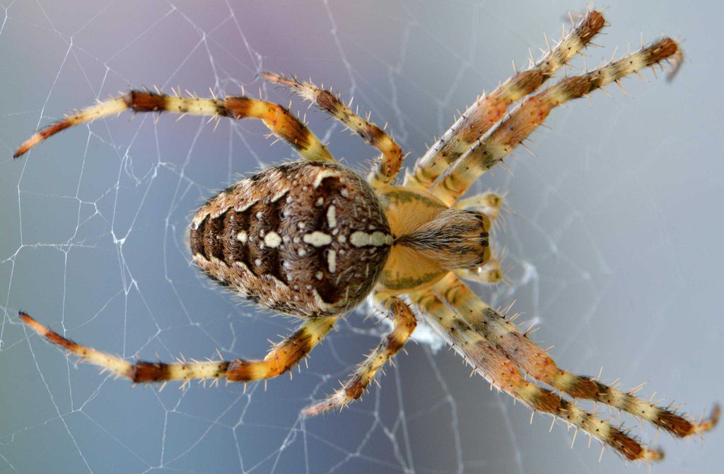 hansepuzzle 24431 - Spinne Puzzle, 500 Teile, Tierwelt, 46,0 x 30,0cm mit hochwertiger Aufbewahrung, Kartonbox und wiederverschließbarem Beutel