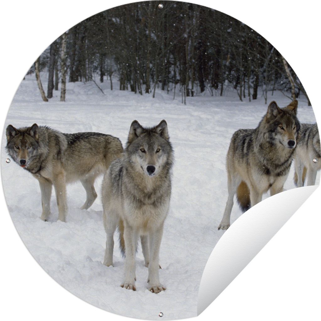 MuchoWow Gartenposter Outdoor-Poster Rund Wolf - Schnee - Kanada Ø 150 cm Gartendeko Rundes Poster draußen