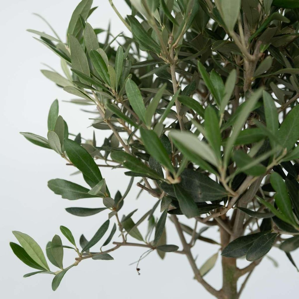 thuja whipcord #2 Thuja plicata Whipcord/ Threadleaf Arborvitae main image 0