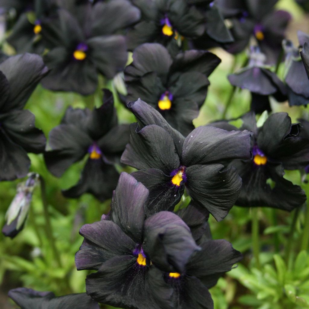 6 x Stiefmütterchen - Viola 'Molly Sanderson' | Topf 9cm x 9cm