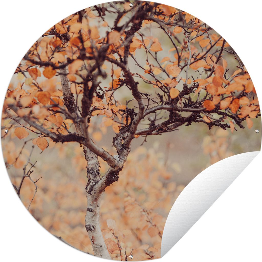 MuchoWow Gartenposter Outdoor-Poster Rund Herbst - Äste - Blätter Ø 150 cm Gartendeko Rundes Poster draußen
