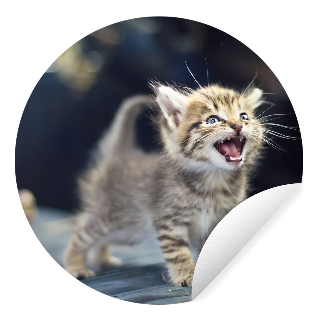 MuchoWow Runde Wandtattoo - Wandsticker Tapete Aufkleber Ein einsames Kätzchen schreit nach Futter Ø 30 cm Selbstklebend und Repositionierbar -...
