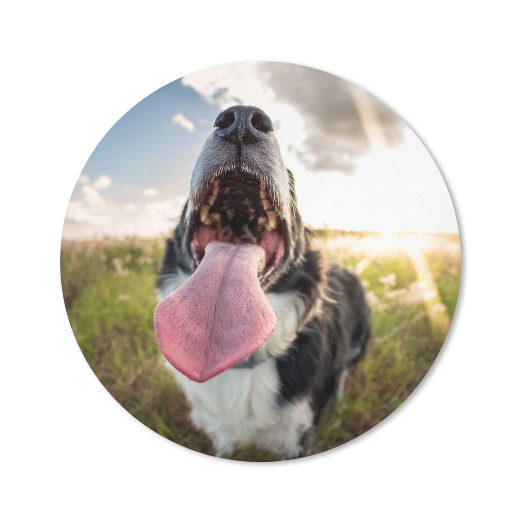 MuchoWow Mauspad Mousepad Nahaufnahme Border Collie 20x20 cm - Mousepads - Maus Mat - Pad - Mausunterlage - Schreibtischmatte