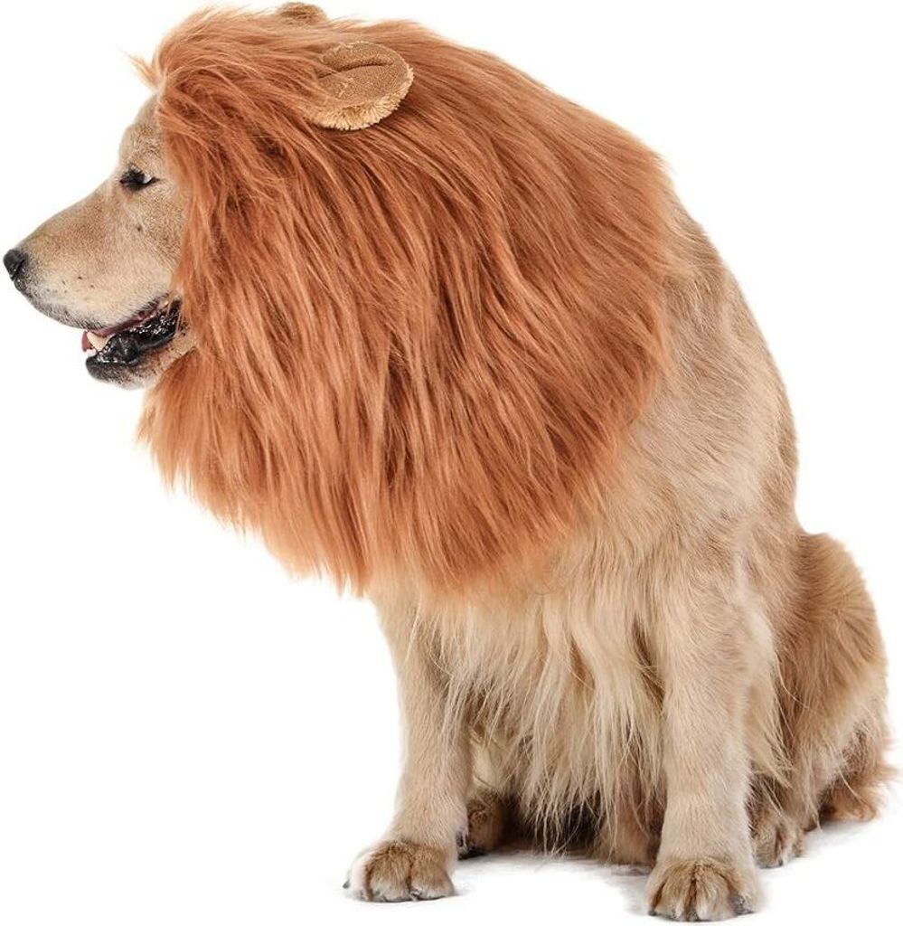 A dog wearing a lion's mane costume, sitting on a white background.