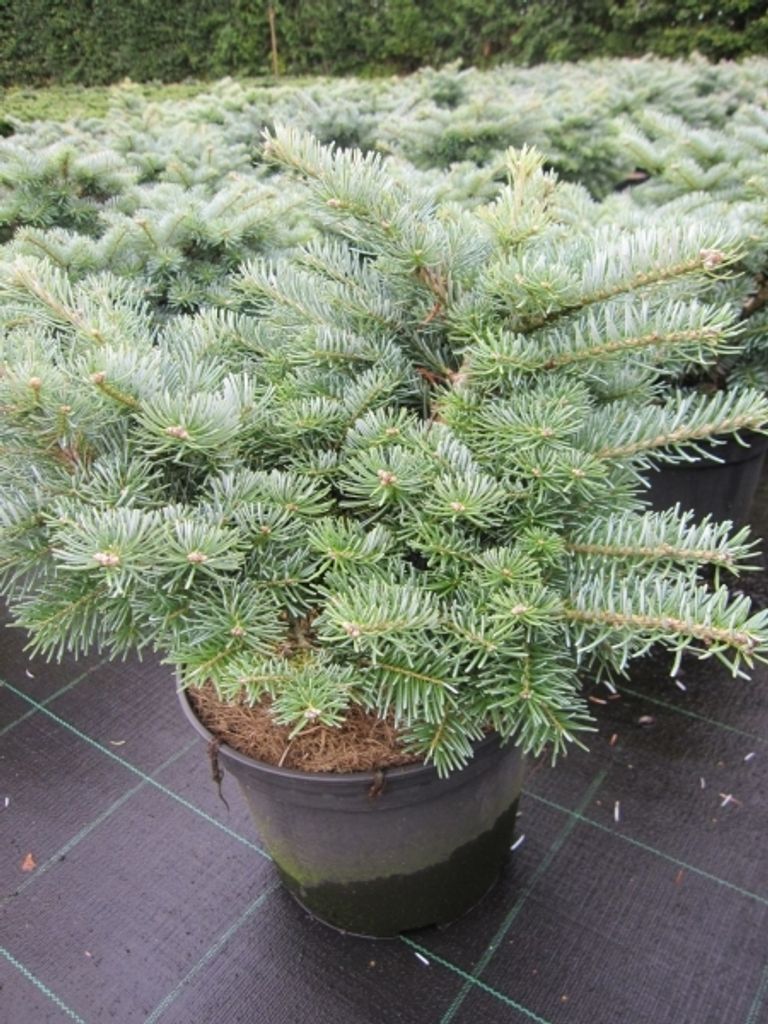 Abies koreana Tannja - Zwerg-Koreatanne Tannja - 25-30