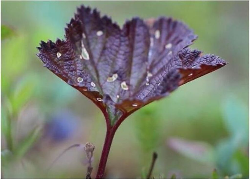 10x Rubus chamaemorus Moltebeere Garten Pflanzen - Samen Produktbild 6
