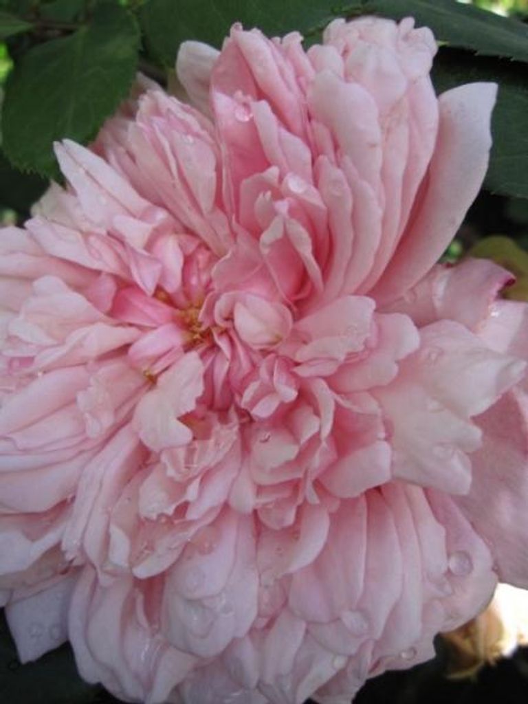 Kletterrose Albertine - Rosa Albertine - lachsrose - Duft++++ - Ramblerrose