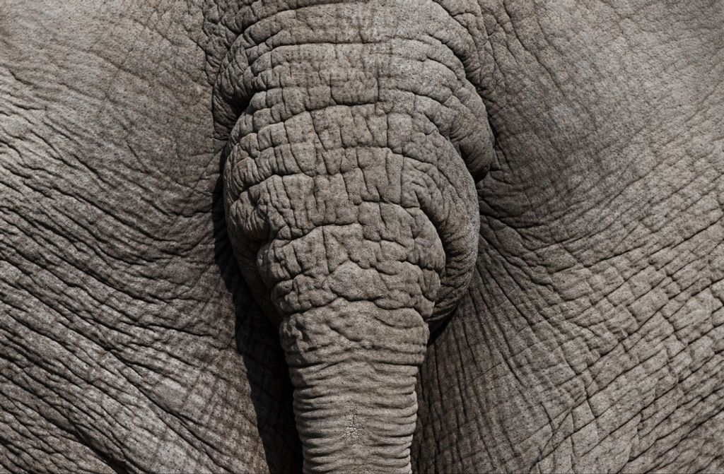 hansepuzzle 80509 - Elefant Puzzle, 500 Teile, Natur, 46,0 x 30,0cm mit hochwertiger Aufbewahrung, Kartonbox und wiederverschließbarem Beutel