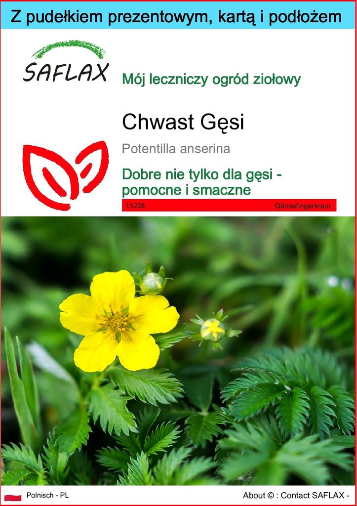 SAFLAX - Zestaw prezentowy - Chwast Gęsi - 20 Nasiona - Z Zdjęcie produktu 