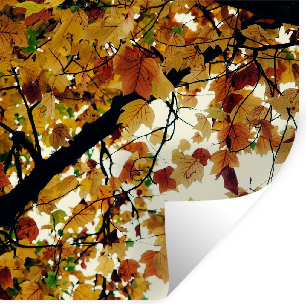 MuchoWow Wandtattoo Wandsticker Wandaufkleber Bäume - Herbstblätter - Natur 80x80 cm Selbstklebend und Repositionierbar - Wierderverwendbar - S...