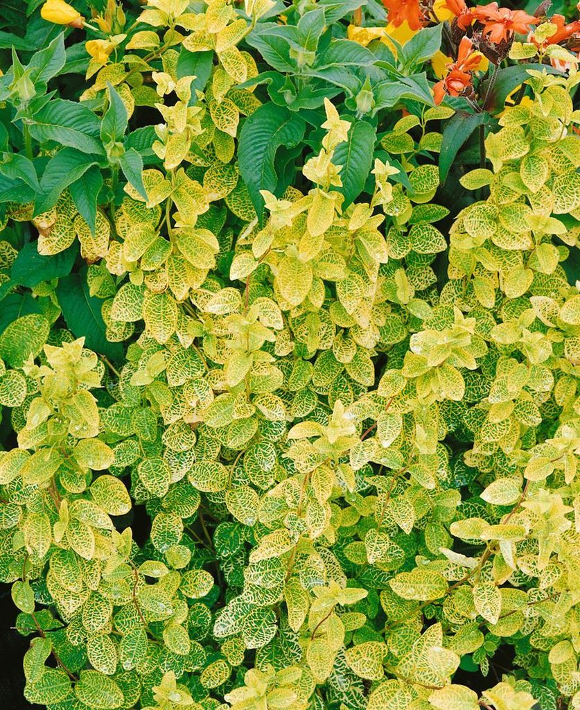 Lonicera japonica 'Aureoreticulata', Japanisches Geißblatt, 150–200 cm